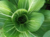 alimentazione biologica