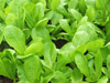 alimentazione vegetariana